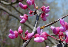 Load image into Gallery viewer, Eastern Redbud