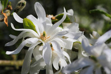 Load image into Gallery viewer, Magnolia &quot;Royal Star&quot;