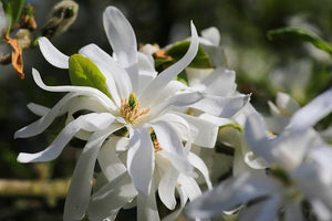 Magnolia "Royal Star"