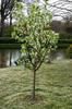 "Spring Snow" Flowering Crabapple