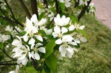 Load image into Gallery viewer, &quot;Spring Snow&quot; Flowering Crabapple