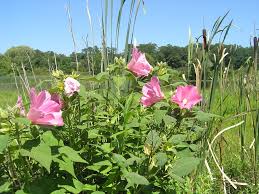 Swamp Mallow (Hibiscus)