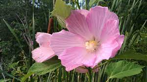 Swamp Mallow (Hibiscus)